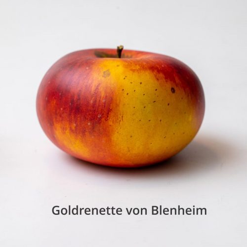 Goldrenette_von_Blenheim_egon.cx